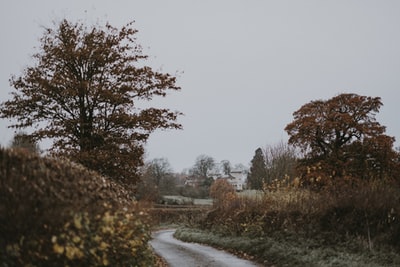 在阴天树附近的途径

